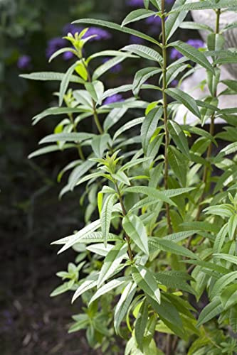 Aloysia triphylla 9x9 cm Topf – Mehrjährig & Pflegeleicht – Zitronenverbene – Küchenkraut für Tee & Duftgarten