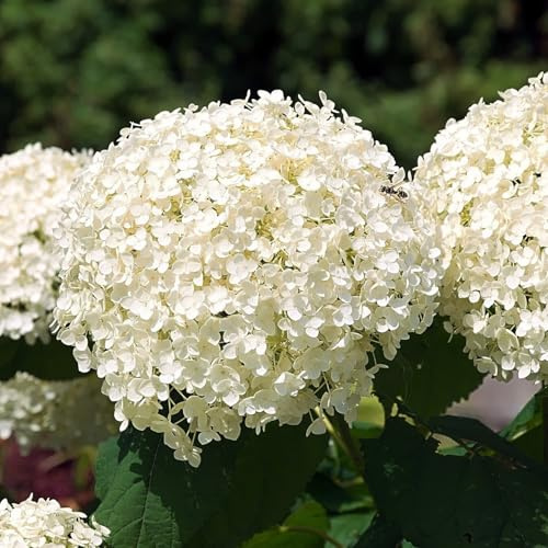 Ballhortensie Annabelle große weiße Ballblüten von Juli bis September Hydrangea