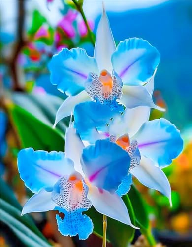 Rizoma Di Cymbidium Orchidea, Resistenti Al Freddo E Alla Siccità, Facile Da Coltivare, Splendide esposizioni in giardino-3 Rizoma-C
