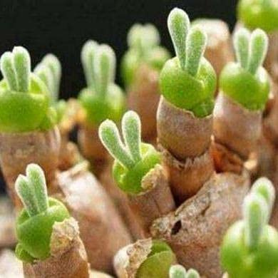 Aamish Semillas suculentas de Monilaria obconica