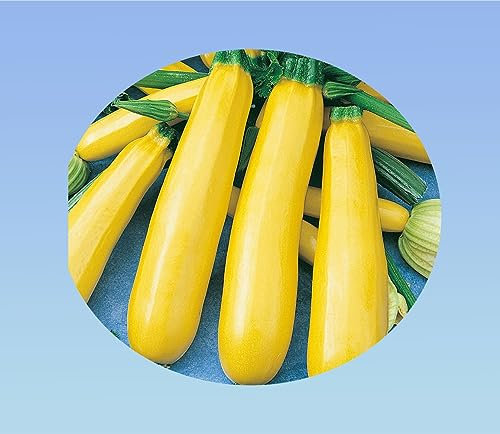 Planète graines - lot de 15 graines de Courgette jaune Atena Polka F1