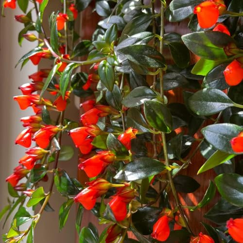 Semi di Chlorophytum pesce rosso, ufficio esotiche resistenti balcone perenni verdi 80pcs