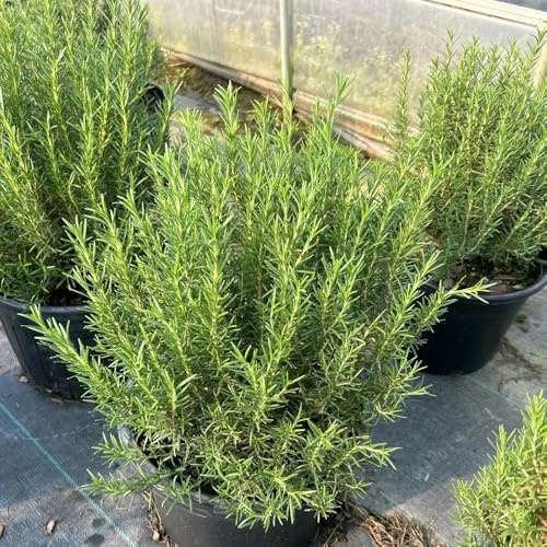 semi di rosmarino semi di biologici, resistenti all'inverno rosmarino Coltivare invernali sostenibili per giardino aromatiche da interno 600semi