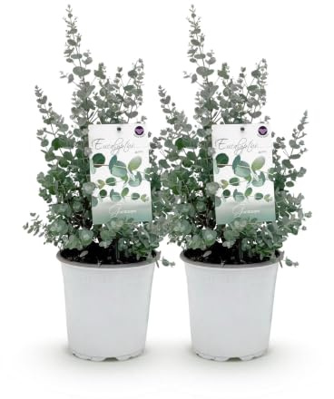 GreenboutiQ - Terrassenpflanze - Eukalyptusbaum - Eucalyptus gunni - Grau - 2 Pflanzen - Winterhart - Topf 17cm Höhe 40cm