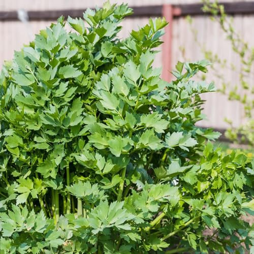 liebstöckelsamen, bodendecker balkonpflanzen alte sorten bio heilkräuter exotische zimmerpflanzen pflanzensamen zimmerbonsai hochbeet kübelpflanzen wildkräuter stauden winterhart 100pcs