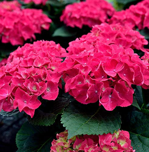 Bauernhortensie Speedy Red 40-60cm - Hydrangea paniculata