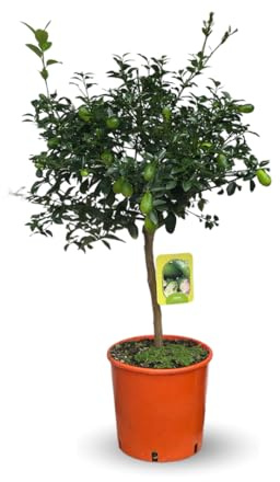Attitude Jardin - Citron caviar lune - microcitrus australasica - agrume méditerranéen - arbre fruitier - 75-85 cm - ⌀ 22 cm