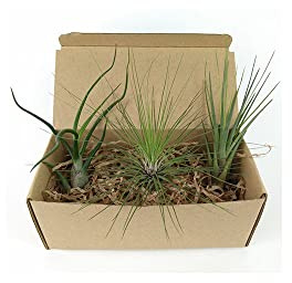 Plantas del Aire |Set 3 Unidades | DECOALIVE | Tillandsias