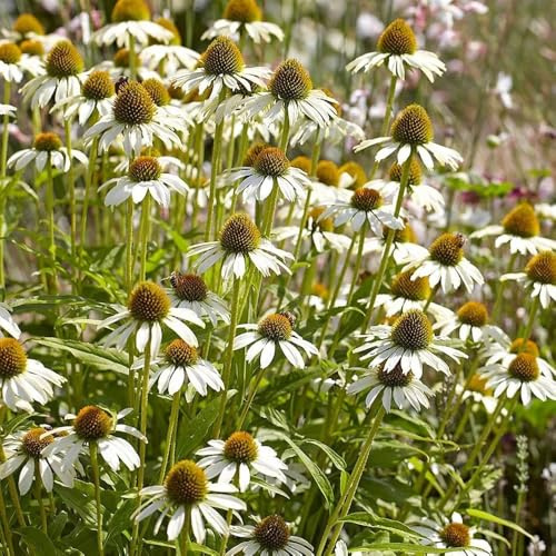 sonnenhut herbstblumen winterhart garten hochbeet gartendeko für draußen schmetterlingsflieder bonsai topf kletterpflanze blumenwiese herbstaussaat mehrjährig frühlingsblumen 800samen