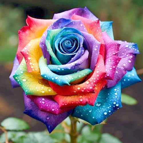 Strauchrose – Winterharte Rose für Beetrand & Hecke, auffällig und pflegearm-C-4 Wurzeln