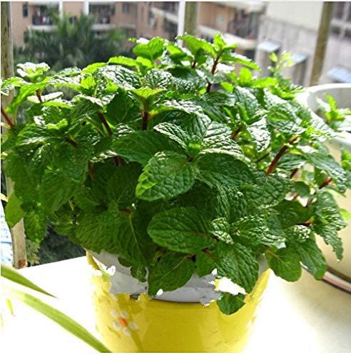 SVI Nuovi 100 semi di menta per una facile coltivazione verde 3