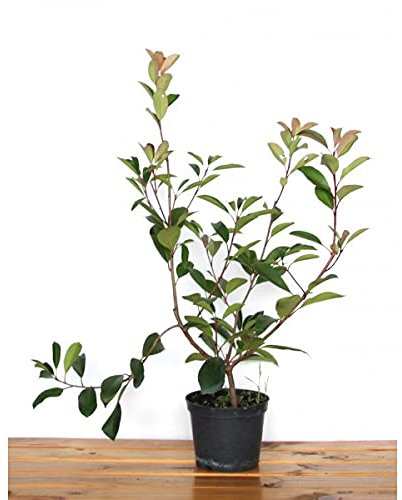 Photinia Red Robin Maceta 19 cm Ø