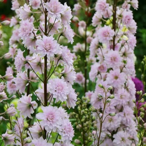 semi di speronella, resistenti giardino balcone perenni 900pcs