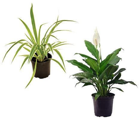 Espatifilo y Cinta Plantas de Interior Que Reducen Partículas Tóxicas del Ambiente