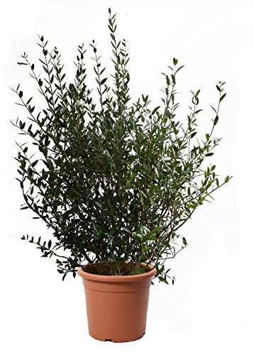 KENTIS - Filaire à feuille étroite - Phillyrea Angustifolia - Vraies Plantes d'Extérieur - Plante de Jardin Résistante à Feuillage Persistant - H 125-150 cm Pot Ø 30 cm