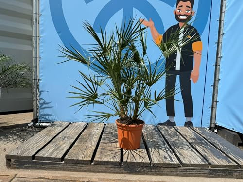 Palme- Zwergpalme - 120 cm - winterhart - chamaerops humilis