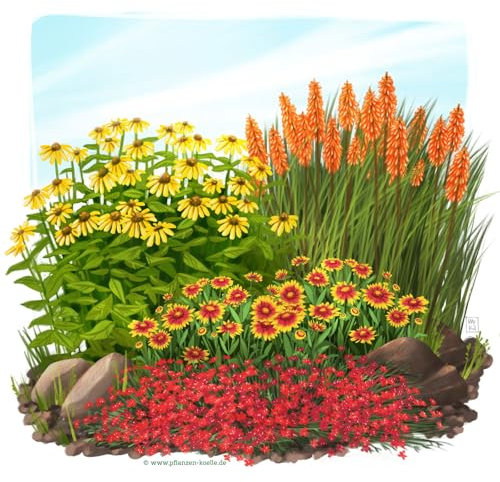 Stauden-Set, 12 Pflanzen für 2 m², gelb-rot