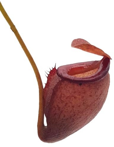 Fangblatt - Nepenthes flava - exotische Kannenpflanze im Ø 9 cm Topf - seltene fleischfressende Pflanze - beliebte Karnivore