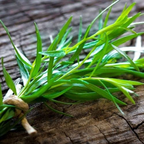Tarragon Russian Artemesia Dracunculoides Seeds