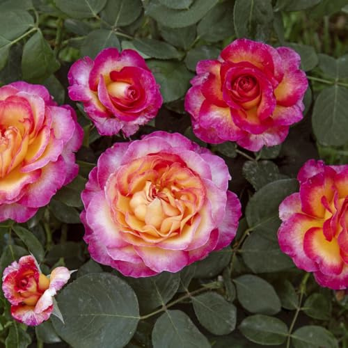 Vivaio Garden Forest Rosa Gorgeous™ - Rosa a Cespuglio Rifiorente | Fiori Eleganti e Profumati, Pianta Ornamentale, Da Giardino o Vaso