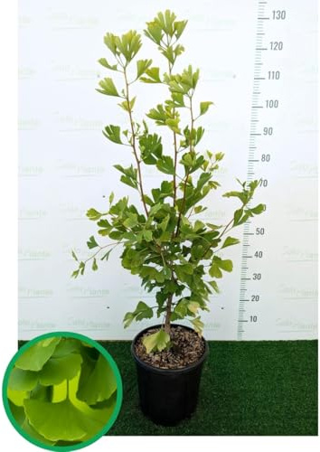 BILOBA VIVAI GINKGO-Pflanze 2 Jahre 80-100 cm