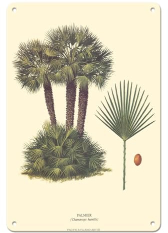 Pacifica Island Art Dwarf Palm Tree - Palmier (Chamaerops Humilis) - Vintage Botanical Illustration by Ferry c.1967-8 x 12 inch Vintage Metal Tin Sign