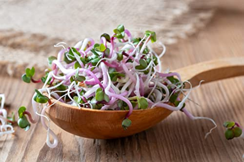 Bio Radieschen Sprossen Samen 1 Kg Keimsaat für Keimglas und Microgreens Radieschensprossen Vegan Rohkost