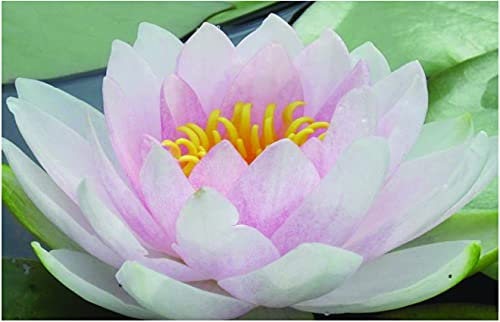 Lincolnshire Pond Plants Ltd - Hollandia Water Lily - Live Water Plant Aquatic Pond Lake Marginal - Potted