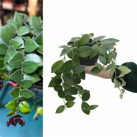 Aeschynanthus 'Mona Lisa' Lipstick Plant - Indoor Plant in 12cm Pot - Bright Red Flowers (3 Plants)