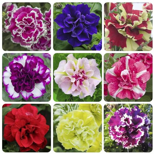 330+ Perennial Double Petunia Alderman Seeds for Planting-Double Blooms for Garden Pots & Yard Decoration