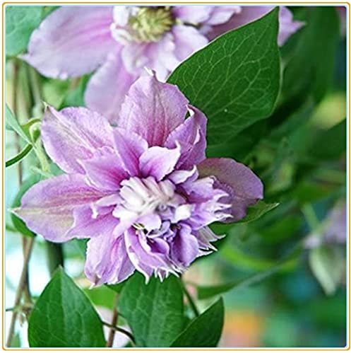 Clematis armandii | Fiori estivi/piantine estive/Le piante vivaci sono facili da coltie-6bulbi,B