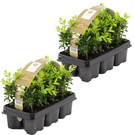 Bloomique - Set de 12 - Buxus sempervirens - Para 1 metro de seto - Buxus/boj - Plantas de jardín - Resistente al frío - Siempreverde - Altura 10-20 cm - Cepellón 7 cm