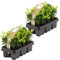 12x Buxus Sempervirens - Boj de Cope - Resistente al invierno - 9 cm-15-20 cm