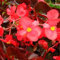 100 graines de bégonia rouge fraîches