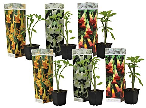 Plant in a Box - Brugmansia Mix - 6er Mix - 'Engelstrompete' - Gartenpflanze - Trompetenbaum - Kübelpflanze - Topf 9cm - Höhe 25-40cm