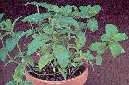 Mint Spearmint Mentha spicata Viridis 5,000 Seeds