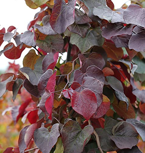 Hochstamm Kanadischer Judasbaum Merlot 100-125cm - Cercis canadensis - lebende Gartenpflanze aus den Baumschulen