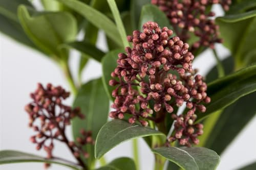 Japanische Skimmie Skimmia japonica Rubella 25-30 cm winterhart | Rote Blütenknospen im Winter, halbschattig bis schattig, pflegeleicht, schnittverträglich, ideal für Vorgarten und Balkon