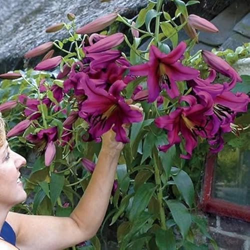 Set 10x Lilienzwiebeln Baumlilie Riesenlilie Lilium Zwiebeln Onion Knollen Purple Prince