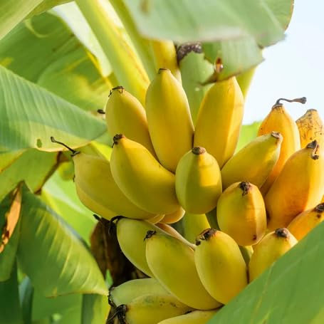 Semi di banana gialli 50 pezzi