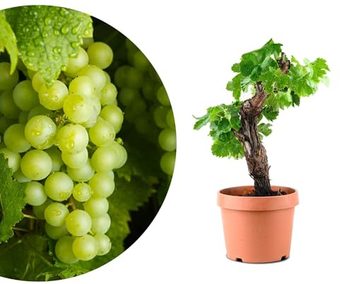 Meine Orangerie - exklusive Vitis Vinifera Weinrebe in Bonsai Form – Premium Weinrebe – pflegeleichter Indoor- und Outdoor-Bonsai – dekorative und langlebige Pflanze für Haus und Garten (Ø12cm Topf)