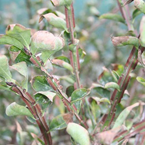 Euonymus Alatus- Fusain ailé 30-40 cm en conteneur