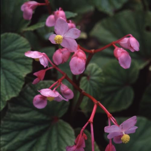 Plant World Seeds - Begonia Grandis Subsp Evansiana Seeds (Perennial Flower Seeds)