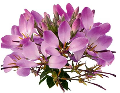 Cleome Aran Violet - 6 Plug Plants - Container/Basket Plants.Spider Flower. Spider Flower - Plants Online. Fantastic Range Vibrant Colours.