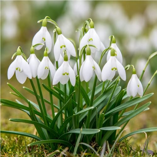 mgc24® Galanthus woronowii Lot de 50 bulbes de fleurs Env. 6-7 mm