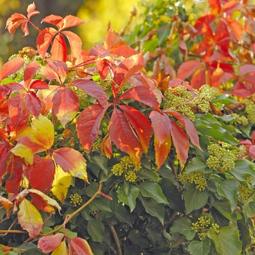 Fünfblättrige Kletterpflanze Redwal Troki 2L - Blätter werden im Herbst rot
