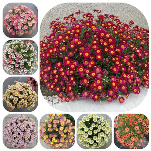 semillas de margarita - exóticas resistentes, para exterior, piedra, jardín. 550pcs
