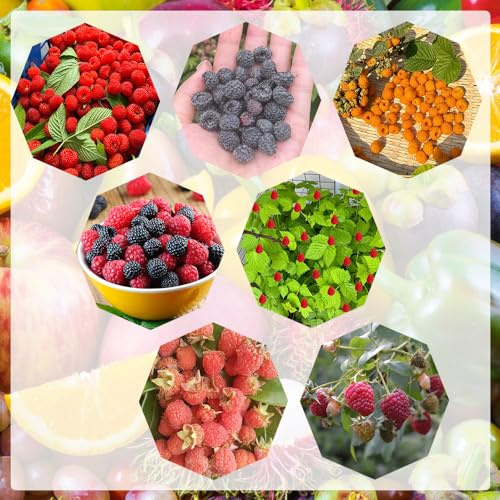 semi di lampone biologici - resistenti esterno aiuole rialzate rare decorazione 125pcs