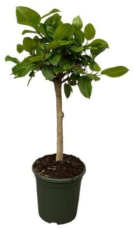 Ficus Altissima variegata – Feigenbaum – Zimmerpflanze – 150cm hoch – Ø33cm – dekorative Grünpflanze mit panaschierten Blättern für Wohnzimmer, Büro & Wintergarten