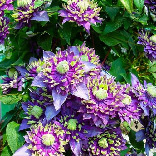 Clematis-Rhizom Großpackung, Überraschend wachsend, Winterhart Mehrjährig, Geeignet für Frühling und Herbst, Kein Gießen Erforderlich, Leicht Zu ZüChten-8 Rhizom-H